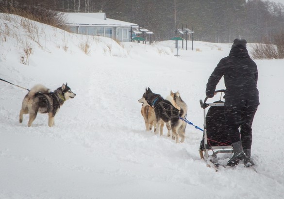 Jaguar устроил для своих клиентов заезды на хаски
