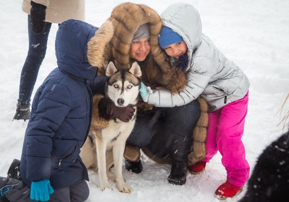 Jaguar устроил для своих клиентов заезды на хаски