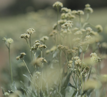 Pirelli выпустил шину из природного каучука нового типа