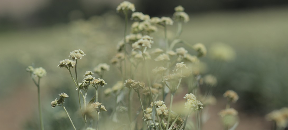 Pirelli выпустил шину из природного каучука нового типа