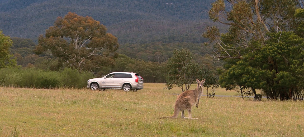 Volvo приступает к «кенгуриным» тестам