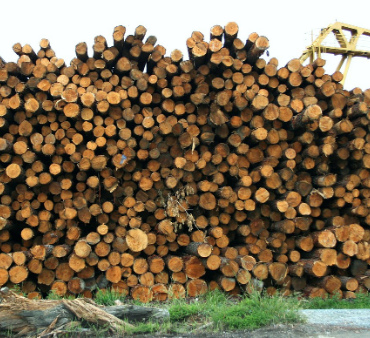 Lifan решил компенсировать продажи автомобилей российским лесом