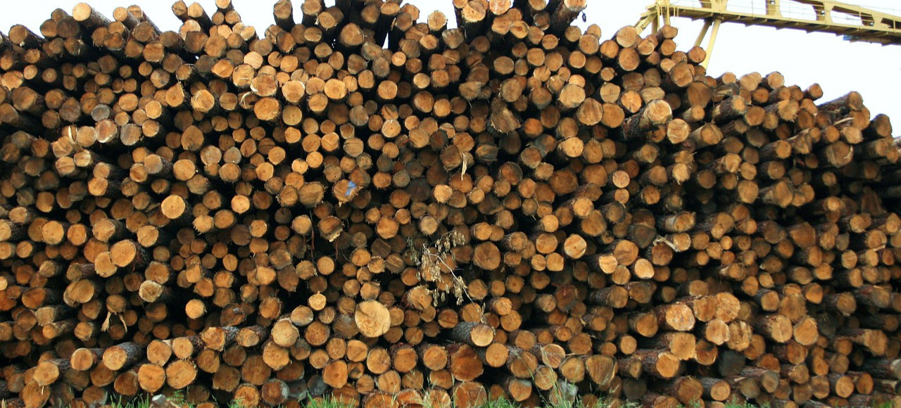 Lifan решил компенсировать продажи автомобилей российским лесом